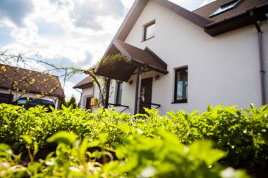 Bahçedeki yeşil çimenler