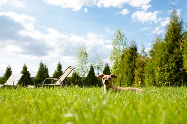 Spielzeug-Terrier schläft auf dem Gras im Hof — Stockfoto