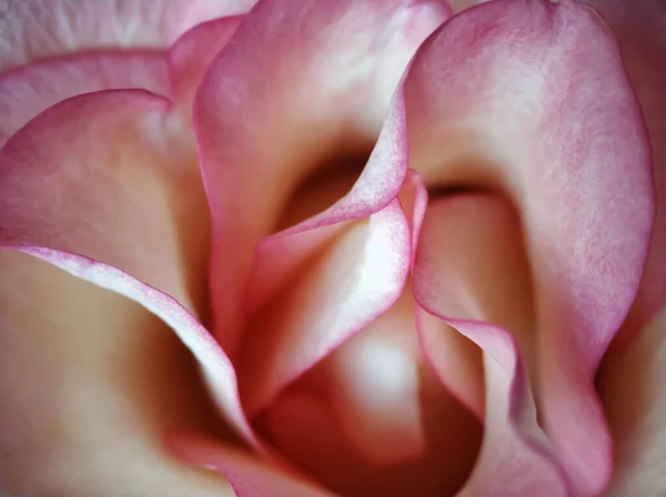粉红在一束近旁的花束中升起 — 图库照片