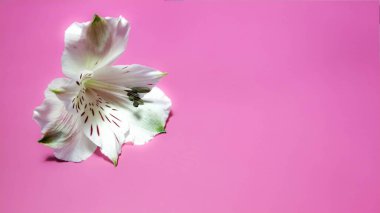 Pembe arka planda beyaz bir alstroemeria.