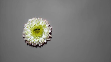 Gri arkaplanda bir beyaz kasımpatı