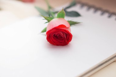 Beyaz arkaplanda kırmızı gül