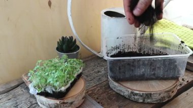 sebze bahçesi, hasat, tohum ekme, yeşil çimen