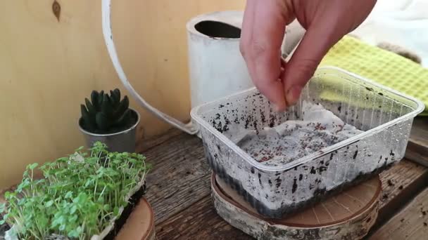 Gemüsegarten Ernte Pflanzung Von Setzlingen Grünes Gras — Stockvideo