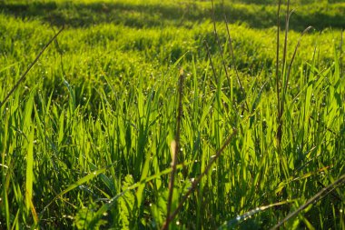 Yaz otlağında yeşil çimenler