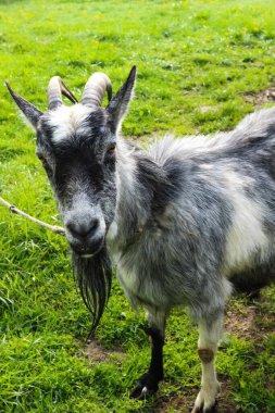 Yazın köyde, yeşil çayırda bir keçi