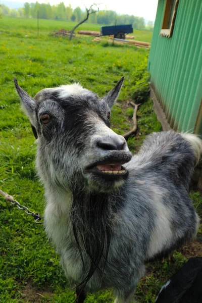 Village Summer Goat Green Meadow — Stock Photo, Image