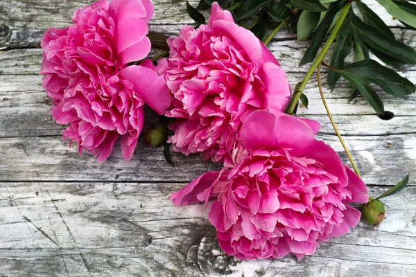 白い背景に美しいピンクの牡丹の花 — ストック写真