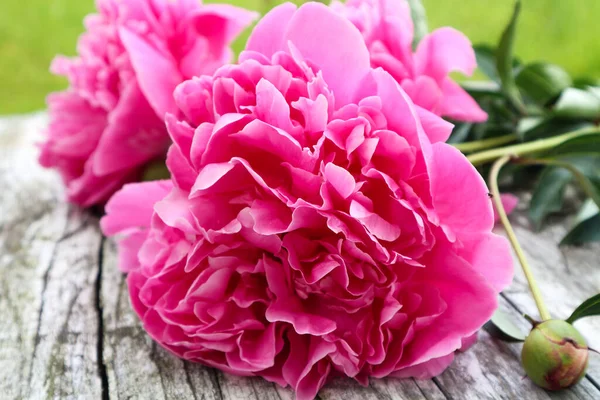 Beyaz arka planda güzel pembe şakayık çiçekleri