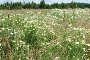 Çayır, çiçekli tarla ve yeşil çimen, yaz arkaplanı.