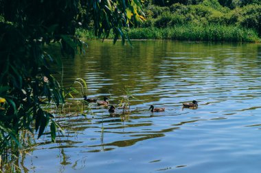 Yüzen ördekleri olan güzel bir göl, etrafta bir sürü yeşillik, yaz.