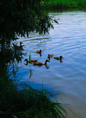 Yüzen ördekleri olan güzel bir göl, etrafta bir sürü yeşillik, yaz.