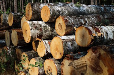 Yığınla taze kesilmiş kütükler, odun.