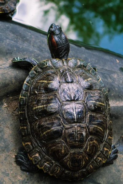 Велика Черепаха Воді Влітку — стокове фото