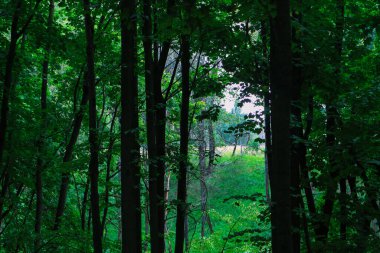 Ormanda yeşil ağaçlar, güzel yaz manzarası
