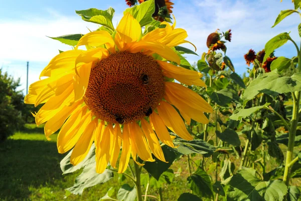 Güneşli bir havada, yaz çayırında güzel, büyük bir ayçiçeği, yatay bir fotoğraf, hiç insan yok.