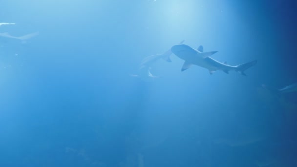 Group of sharks from below. Underwater marine life with grey sharks and fish swimming . Diving in the clear water - close up — Stock Video