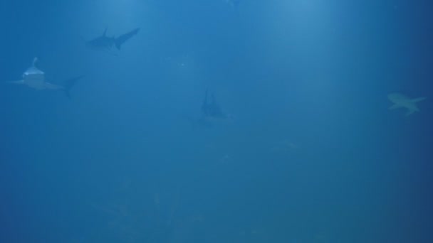 Grupo de tubarões de baixo. Vida marinha subaquática com tubarões cinzentos e peixes nadando. Mergulho na água limpa - close-up — Vídeo de Stock