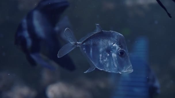 软珊瑚和鱼的种类，紫罗兰或紫外线照射下的淡紫色水族馆。紫色荧光热带水上天堂异国情调背景，珊瑚在粉红色充满活力的奇幻装饰池中 — 图库视频影像