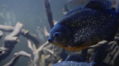 Yumuşak mercan ve balık türleri menekşe veya ultraviyole uv ışığı altında leylak akvaryumu. Mor floresan tropikal cennet egzotik arka plan, pembe canlı fantezi dekoratik tankta mercan.