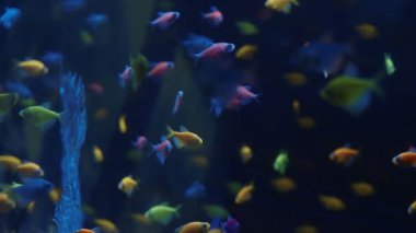 Yumuşak mercan ve balık türleri menekşe veya ultraviyole uv ışığı altında leylak akvaryumu. Mor floresan tropikal cennet egzotik arka plan, pembe canlı fantezi dekoratik tankta mercan.