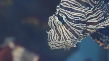 Yumuşak mercan ve balık türleri menekşe veya ultraviyole uv ışığı altında leylak akvaryumu. Mor floresan tropikal cennet egzotik arka plan, pembe canlı fantezi dekoratik tankta mercan.