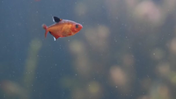 Especie de corales y peces blandos, acuario de lillac bajo luz ultravioleta o violeta. Púrpura fluorescente tropical paraíso acuático exótico fondo, coral en rosa vibrante fantasía tanque decorativo — Vídeo de stock