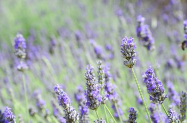 Lavanta tarlasında lavanta çiçeklerini kapatın.