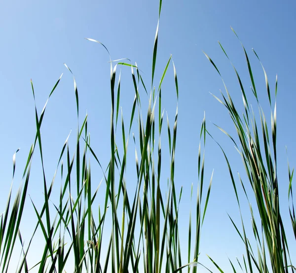 Hierba verde contra el cielo azul. Soleado, verano. — Foto de Stock