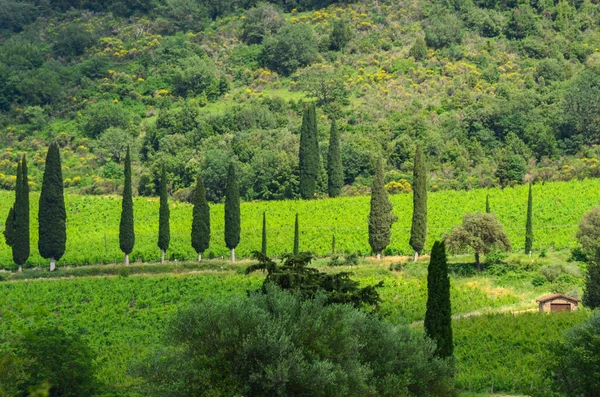 Árvores ciprestes, campo verde com luz solar. Toscana, Itália — Fotografia de Stock
