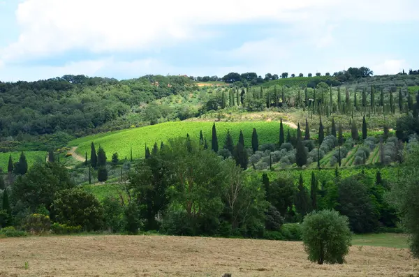 Tuscany landscape, agriculture, grape and olive fields — Stock Photo, Image