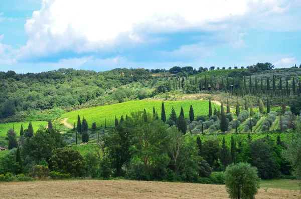 葡萄和橄榄地。意大利托斯卡纳的农业. — 图库照片