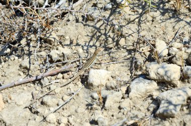 Kaya yarıklarında güneşlenen tek bir kertenkele. Yaz günü güneşlenen bir kertenkele..
