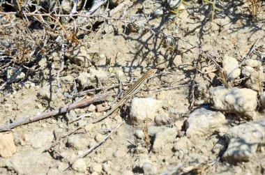 Kaya yarıklarında güneşlenen tek bir kertenkele. Yaz günü güneşlenen bir kertenkele..