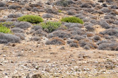 Kıbrıs 'ta büyüyen küçük çalılar