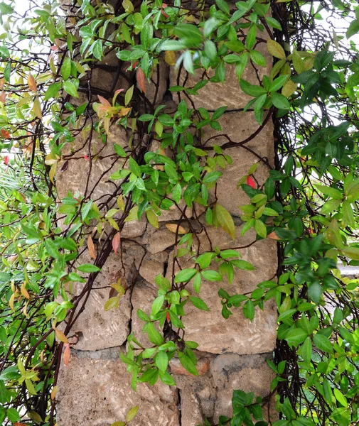 Lierre sur l'ancienne colonne, Feuilles vertes sur l'ancienne colonne — Photo