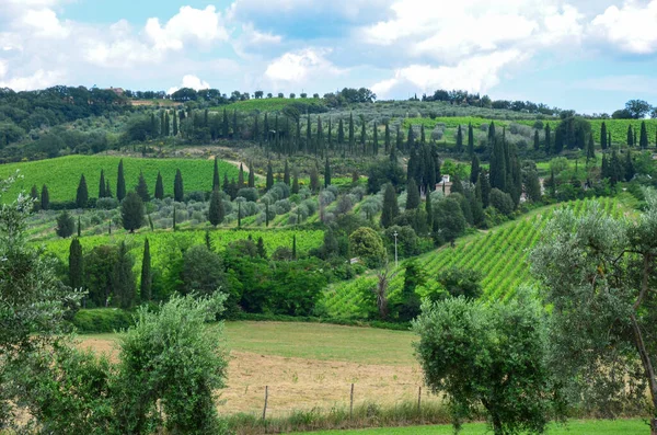 Campos de uvas e azeitonas. Agricultura em Italia, Toscana. — Fotografia de Stock