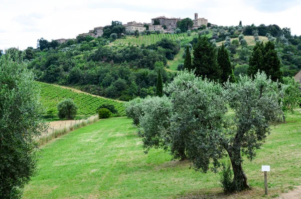 Olive tree in a garden yard, Italy. — Stock Photo, Image