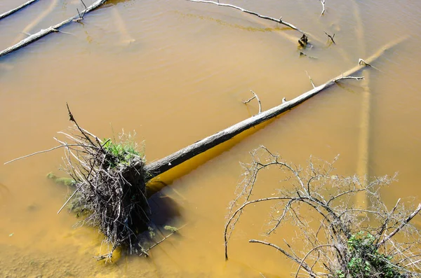 Padlý strom v hnědé a špinavé říční vodě — Stock fotografie