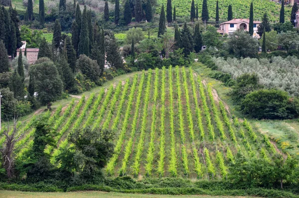 Tuscany landscape, agriculture, grape and olive fields — Stock Photo, Image