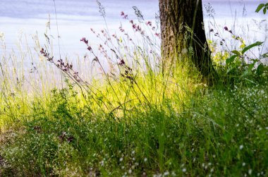 Nehrin arka planında mor çiçekli otlar