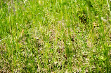 Baharda sert güneş ışığı altında taze yeşil çimenler. Seçici odaklanma, bulanık arkaplan. Yeşil arkaplan.