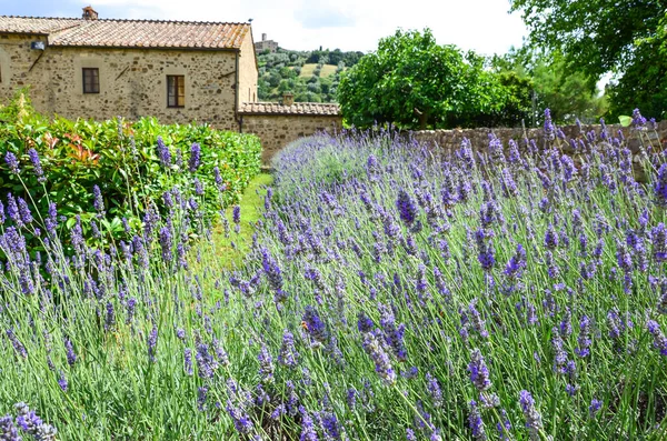 Selective focus on lavender flower, Abbey of SantAntimo — Stock Photo, Image