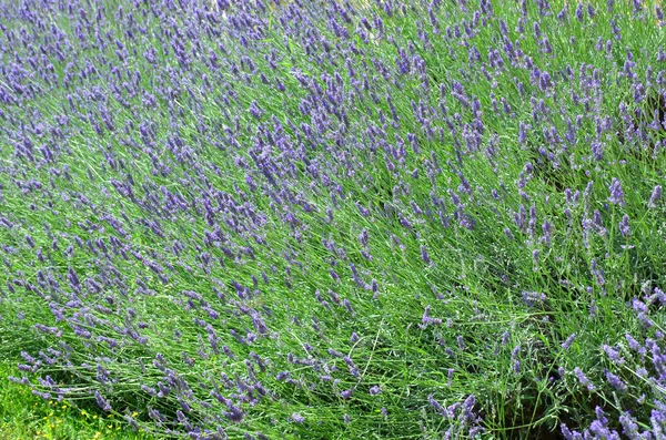 Selektiver Fokus auf Lavendelblüten, großer Strauch — Stockfoto