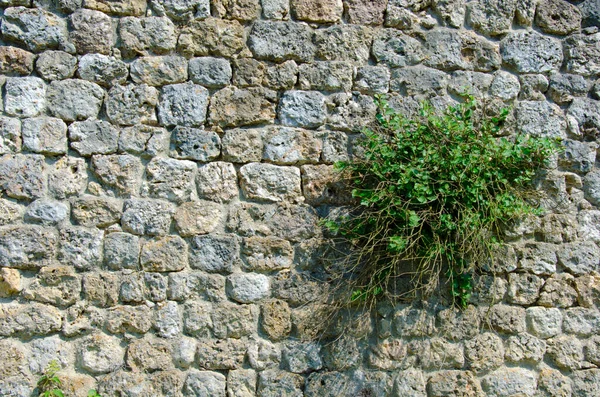 Parede de pedra textura e planta verde na parede — Fotografia de Stock