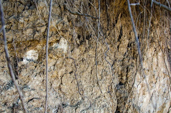 The roots of a tree in the ground — Stock Photo, Image