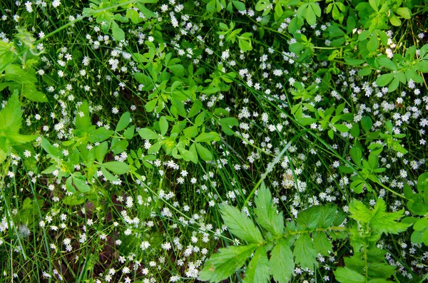 Kleine weiße Blumen im Wald im Gras — Stockfoto