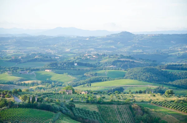 Etkileyici bahar manzarası, selvi ağaçları ve üzüm bağları, Toskana, İtalya — Stok fotoğraf