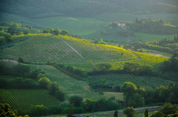 Impressive spring landscape,view with cypresses and vineyards ,Tuscany,Italy — Stock Photo, Image