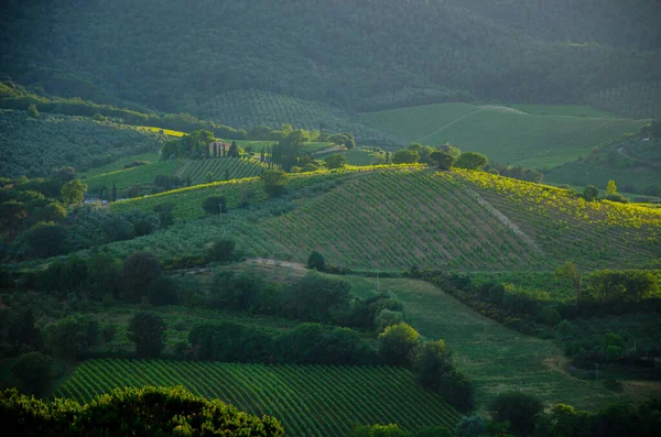 Lenyűgöző tavaszi táj, kilátás ciprusokkal és szőlőültetvényekkel, Toszkána, Olaszország — Stock Fotó